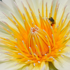 自动攻击网站工具下载